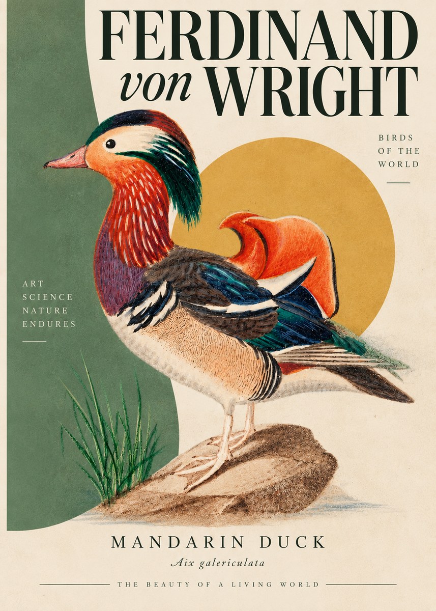 Ferdinand von Wright Mandarin Duck No5 - Juliste