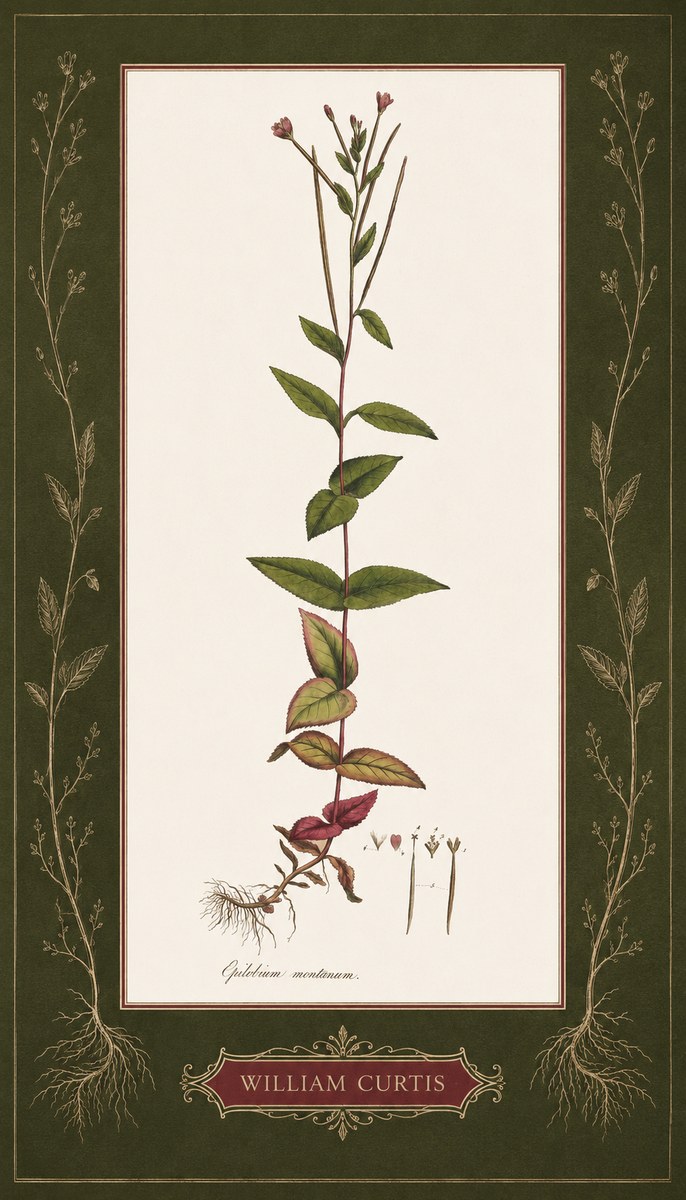 William Curtis Epilobium Montanum. No5 - Juliste