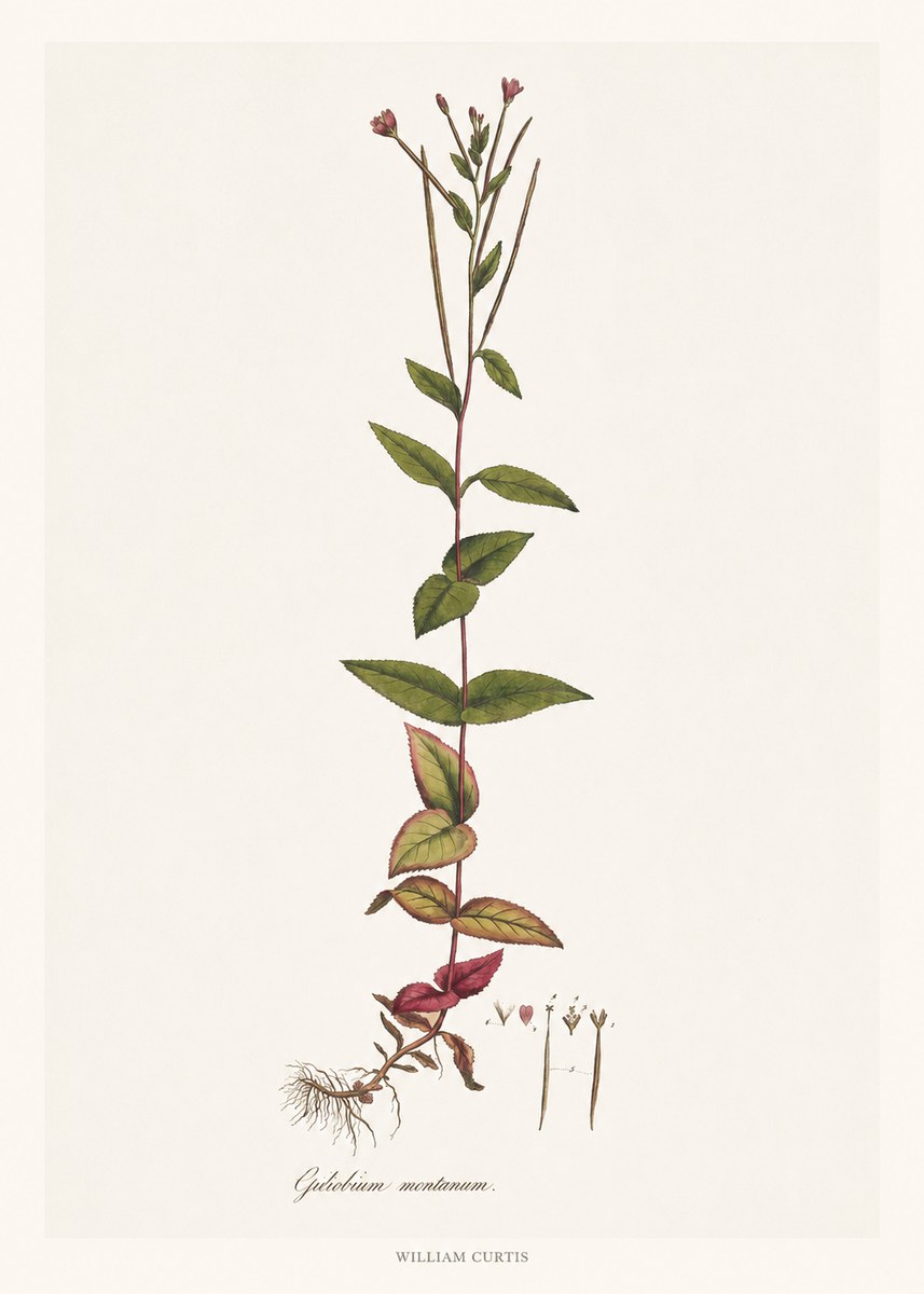 William Curtis Epilobium Montanum. No6 - Juliste