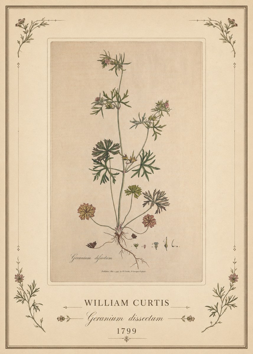 William Curtis Geranium Dissectum II No1 - Juliste