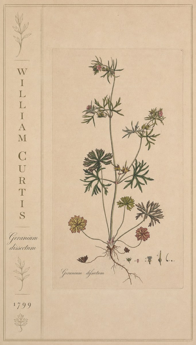William Curtis Geranium Dissectum II No2 - Juliste