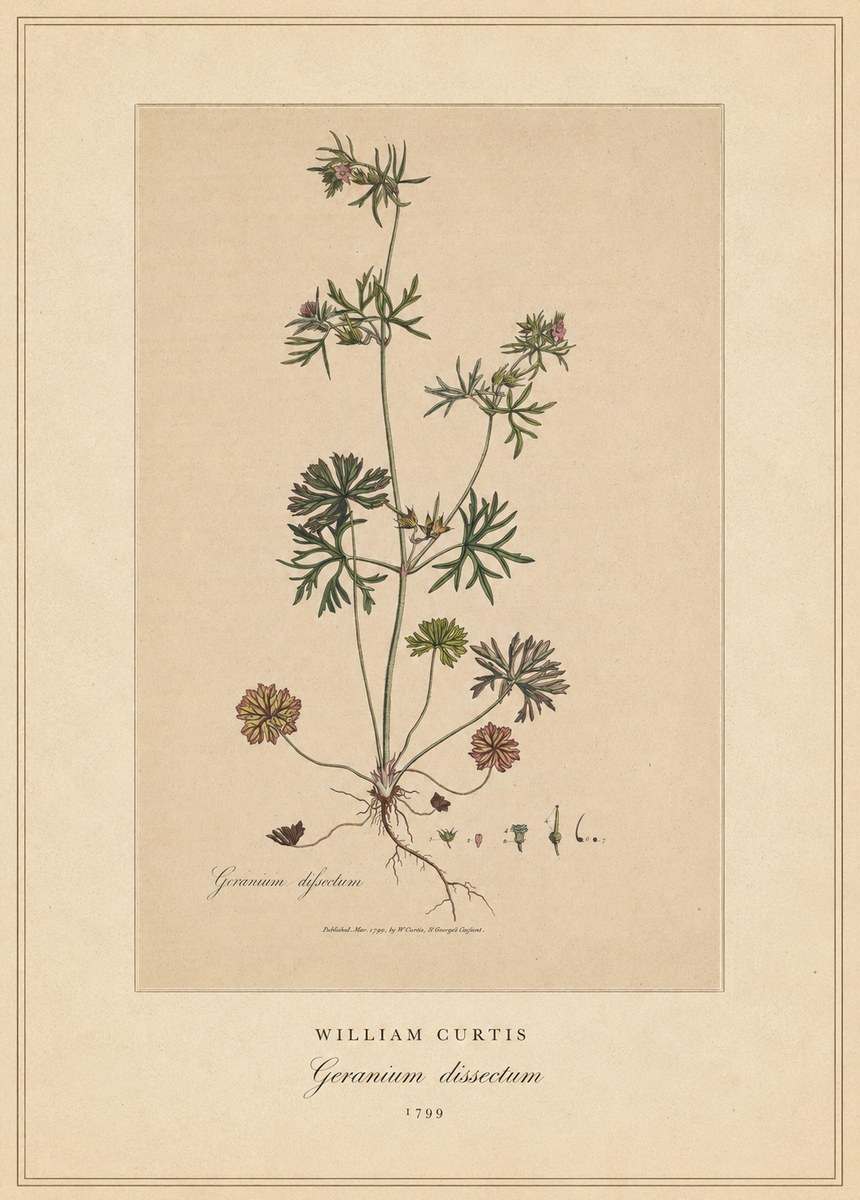 William Curtis Geranium Dissectum II No4 - Juliste