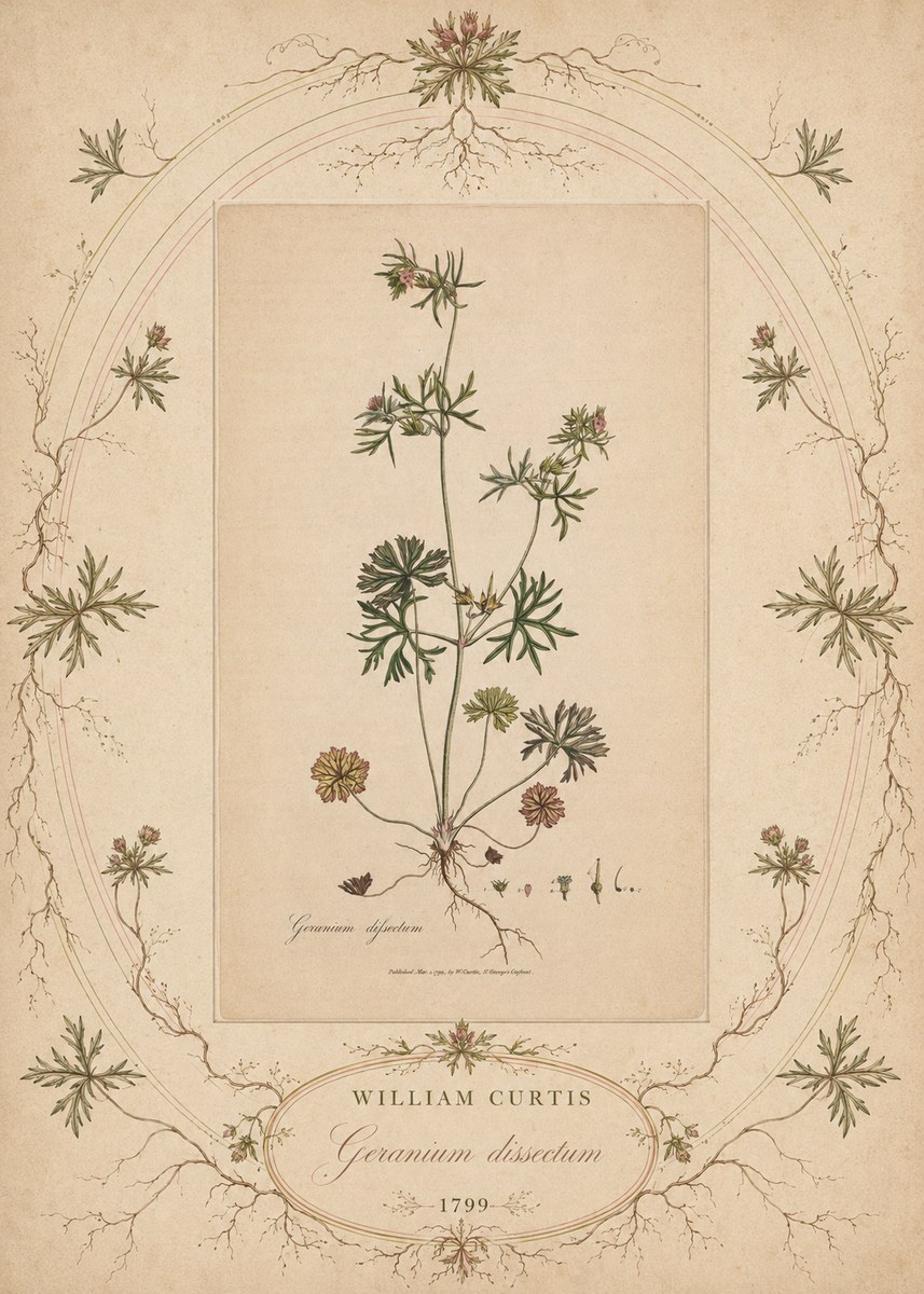 William Curtis Geranium Dissectum II No5 - Juliste
