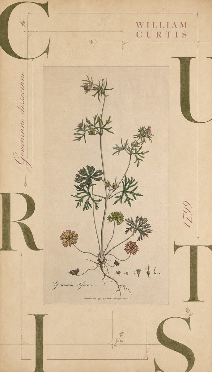 William Curtis Geranium Dissectum II No6 - Juliste