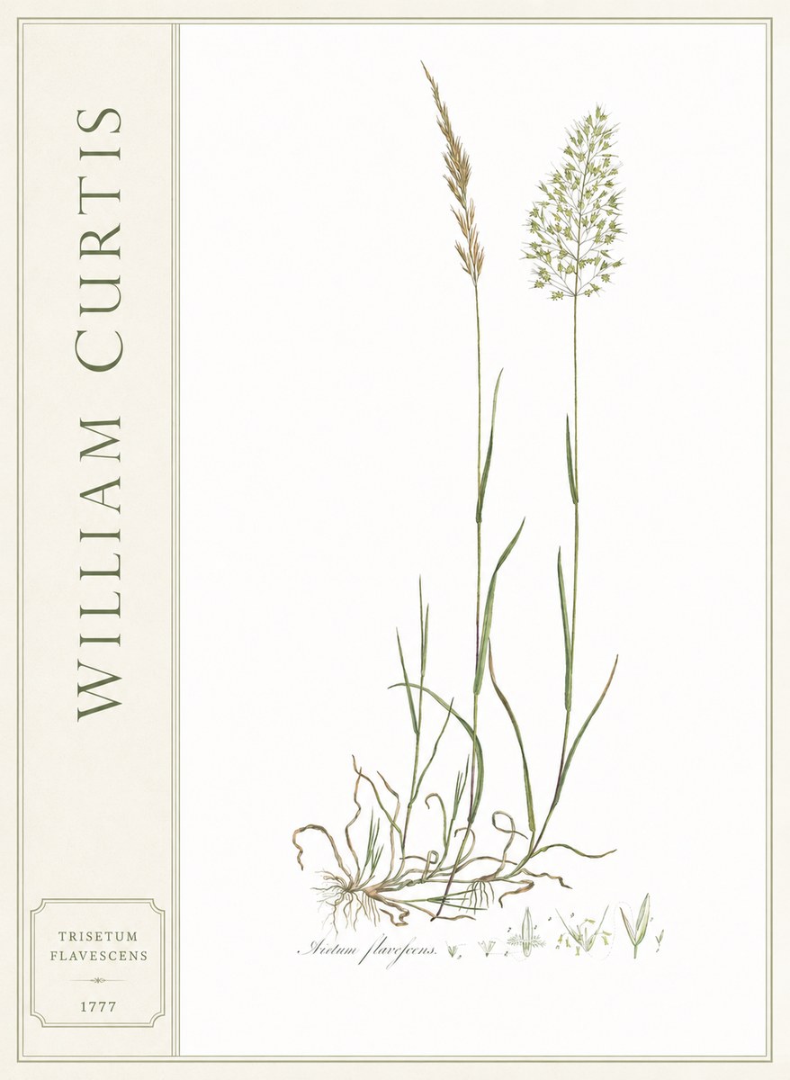William Curtis Trisetum Flavescens III No2 - Juliste