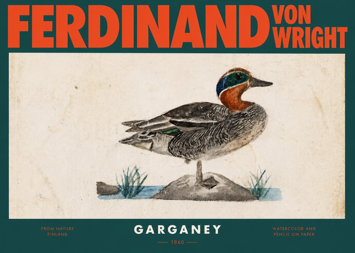 Ferdinand von Wright Garganey No2 - Juliste