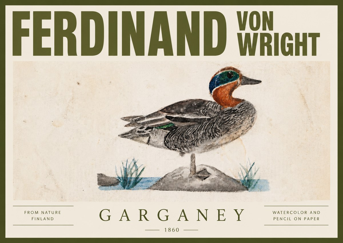 Ferdinand von Wright Garganey No4 - Juliste