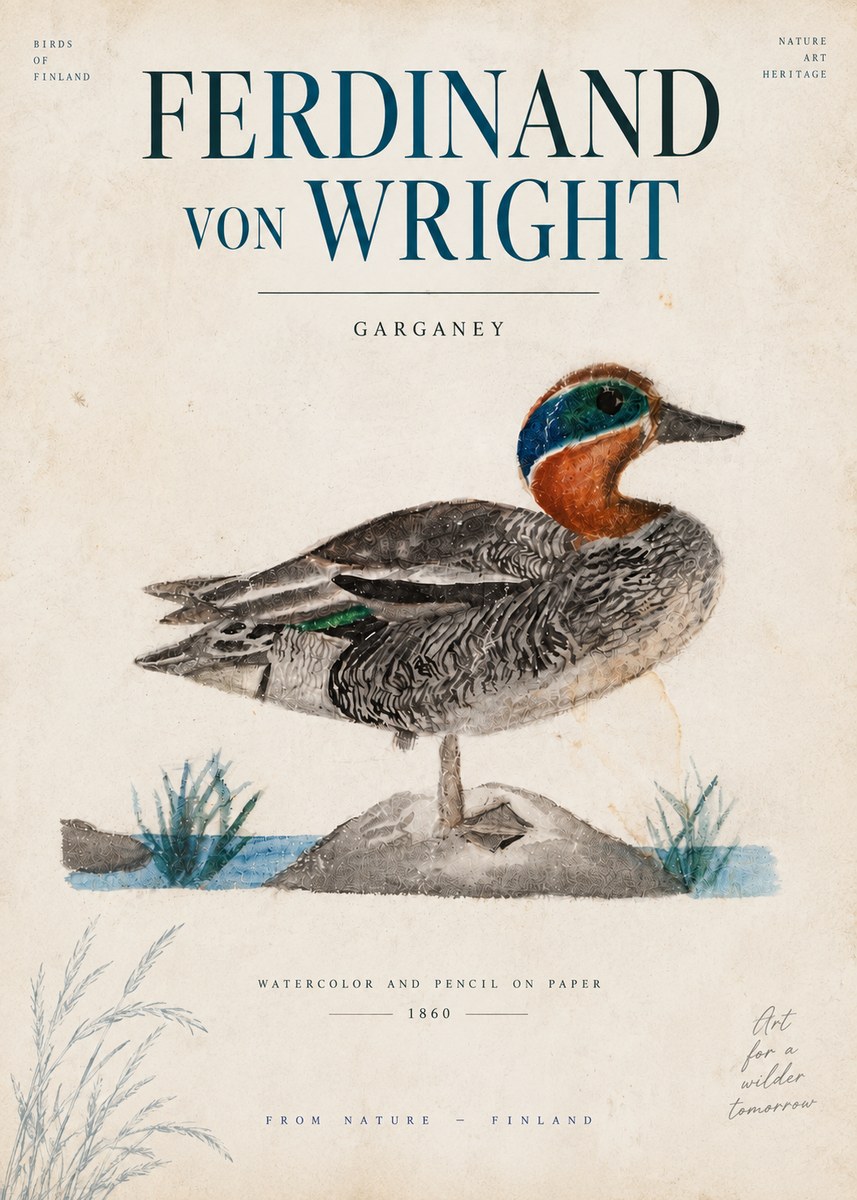 Ferdinand von Wright Garganey No6 - Juliste