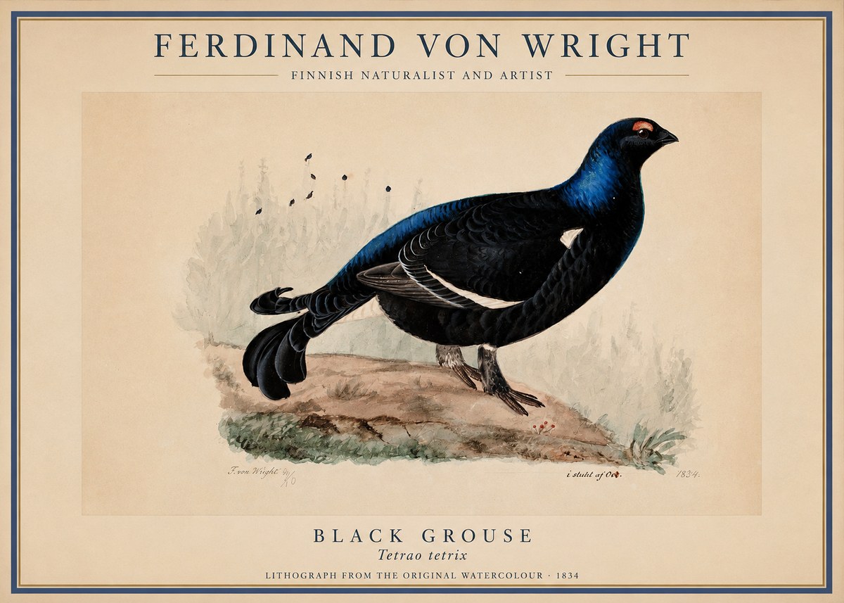Ferdinand von Wright Black Grouse No1 - Juliste