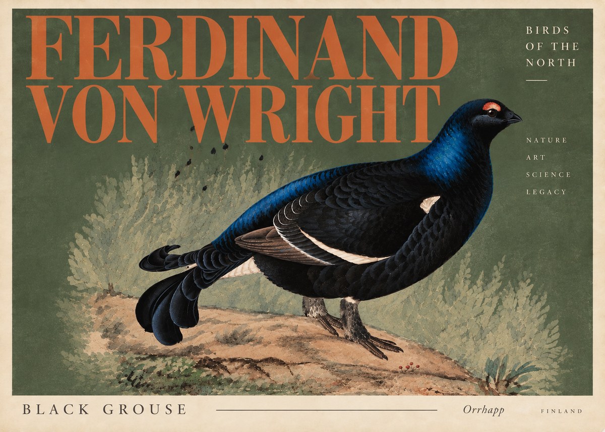 Ferdinand von Wright Black Grouse No6 - Juliste