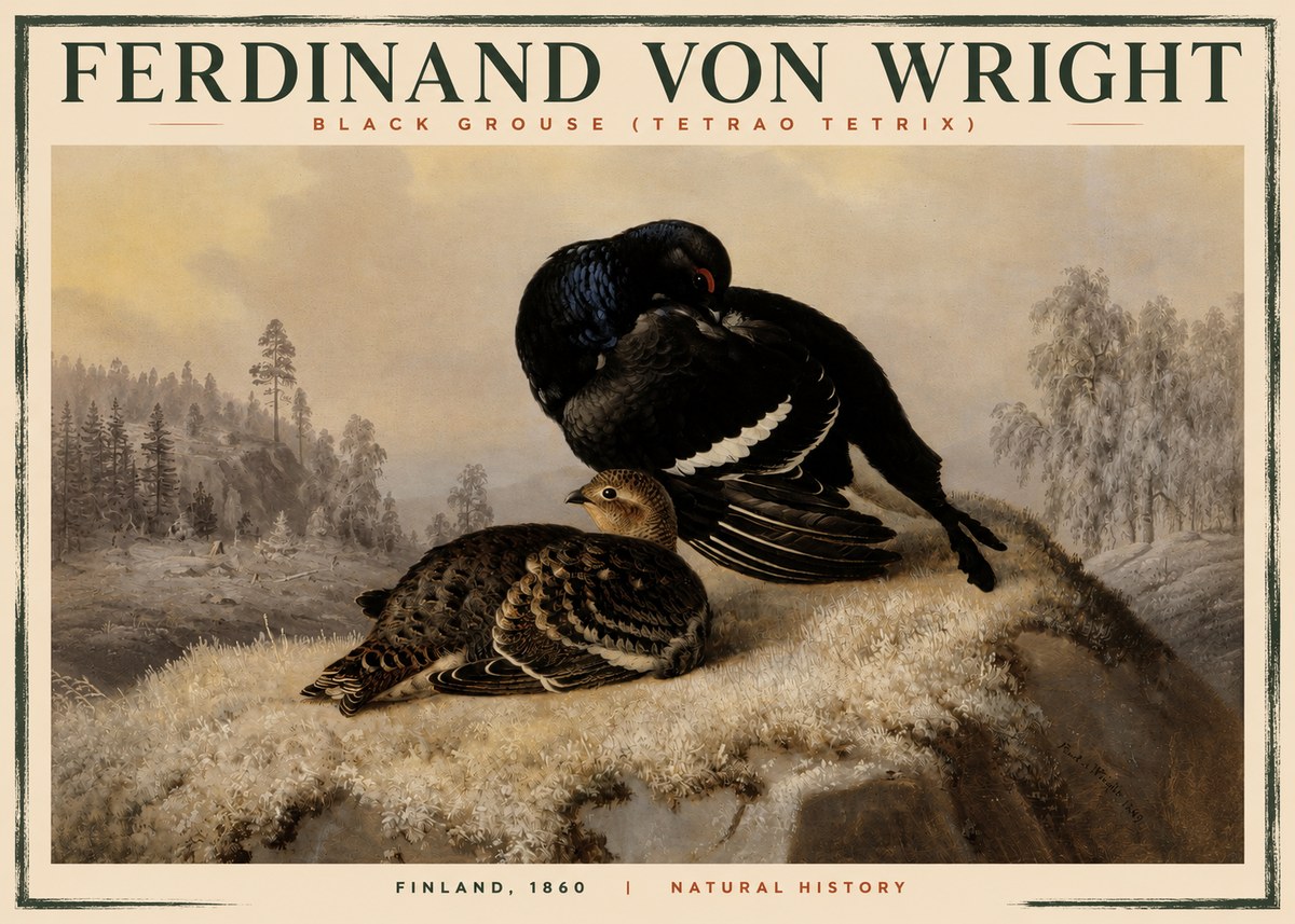 Ferdinand von Wright Black Grouse (Tetrao Tetrix) No2 - Juliste