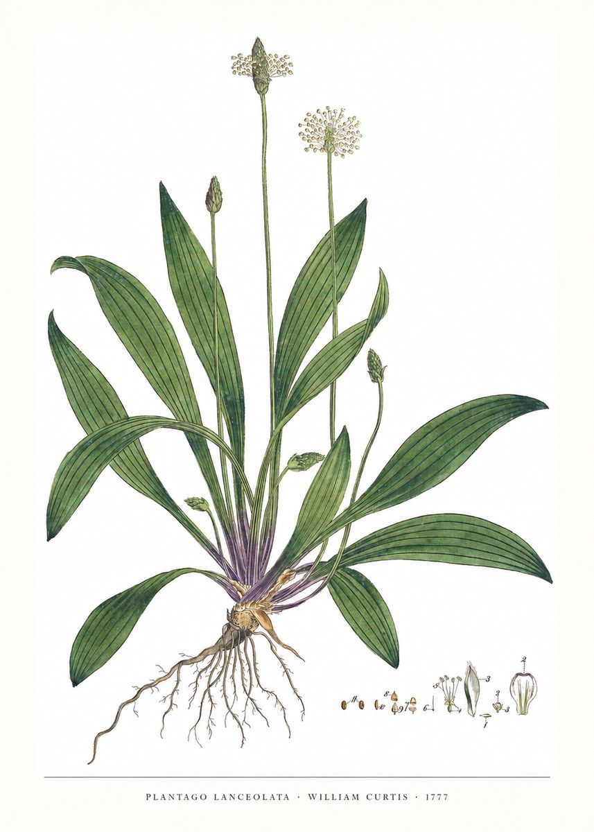 William Curtis Plantago Lanceolata IV No6 - Juliste