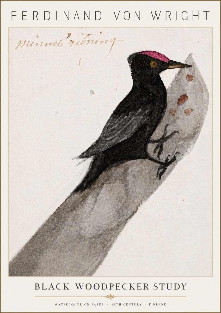Ferdinand von Wright Black Woodpecker Study No6 - Juliste