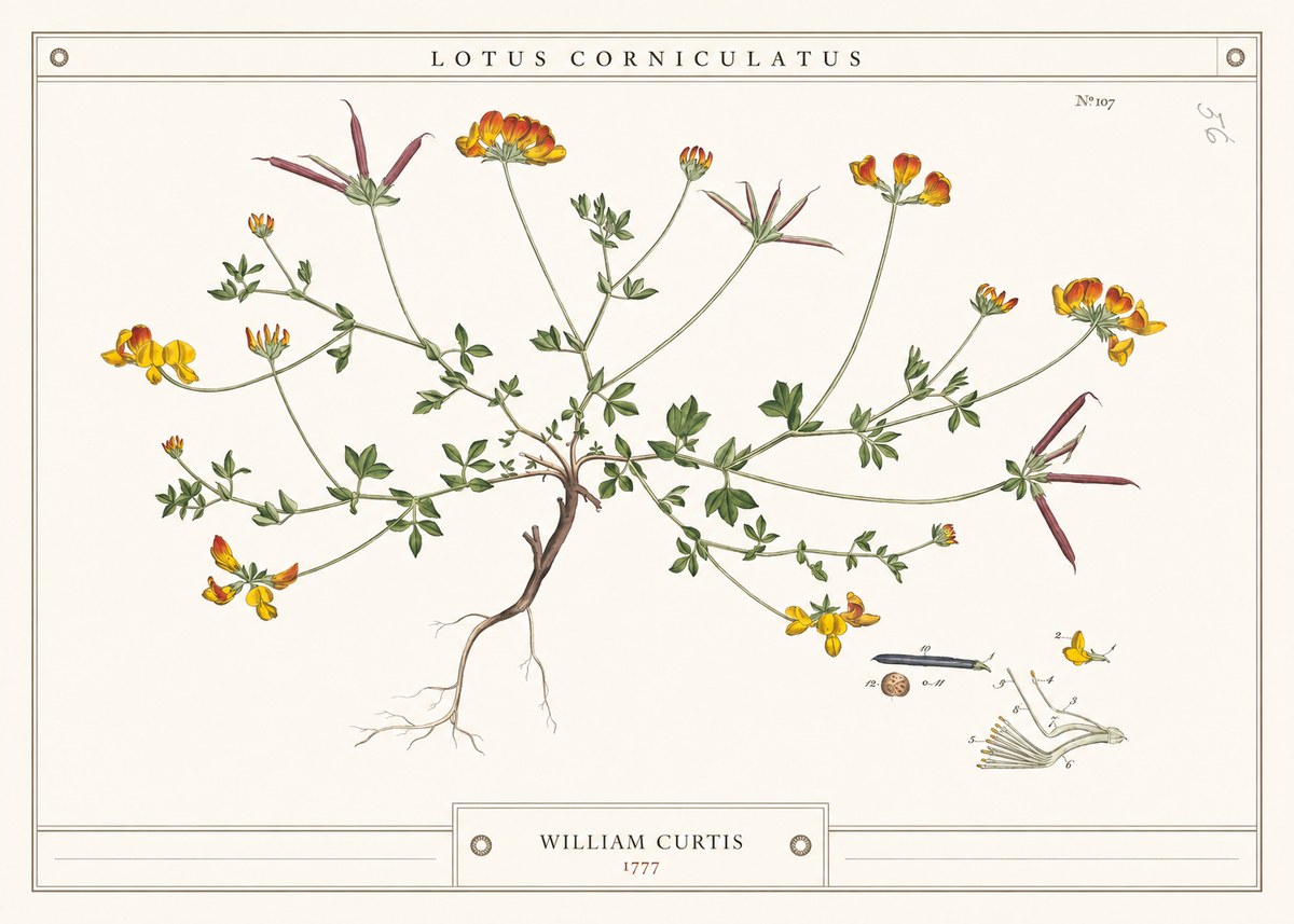 William Curtis Lotus Corniculatus III No4 - Juliste