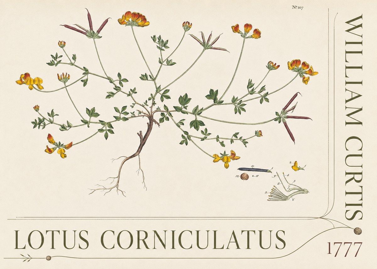 William Curtis Lotus Corniculatus III No5 - Juliste