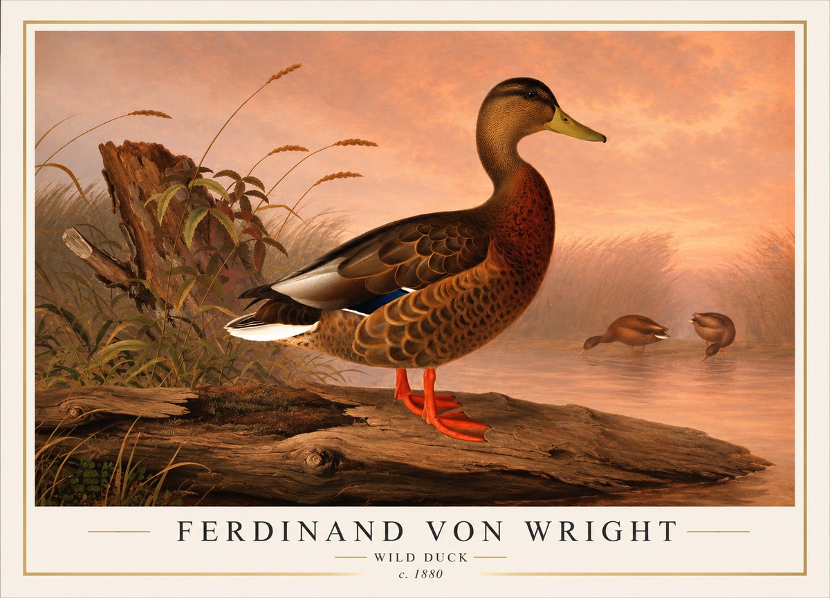 Ferdinand von Wright Wild Duck No1 - Juliste