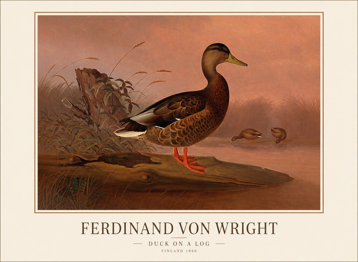 Ferdinand von Wright Wild Duck No2 - Juliste