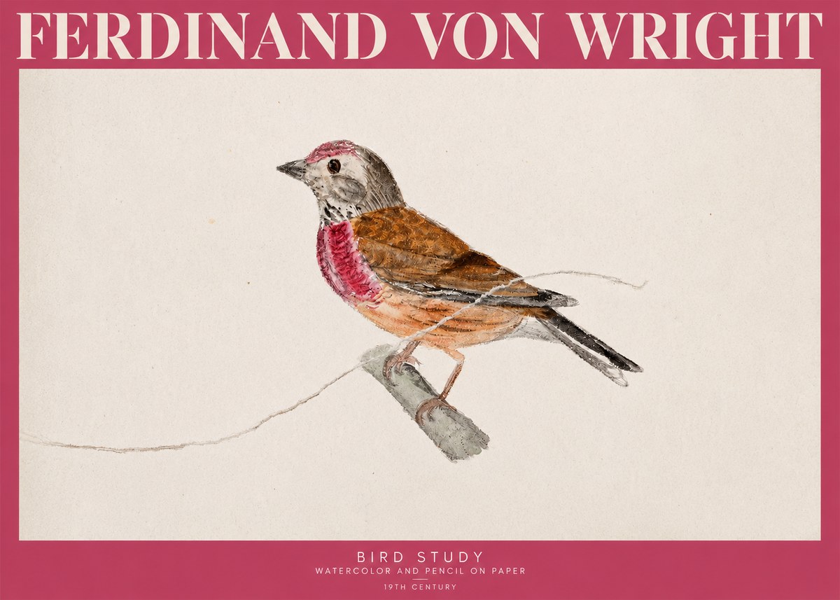 Ferdinand von Wright Bird Study No2 - Juliste