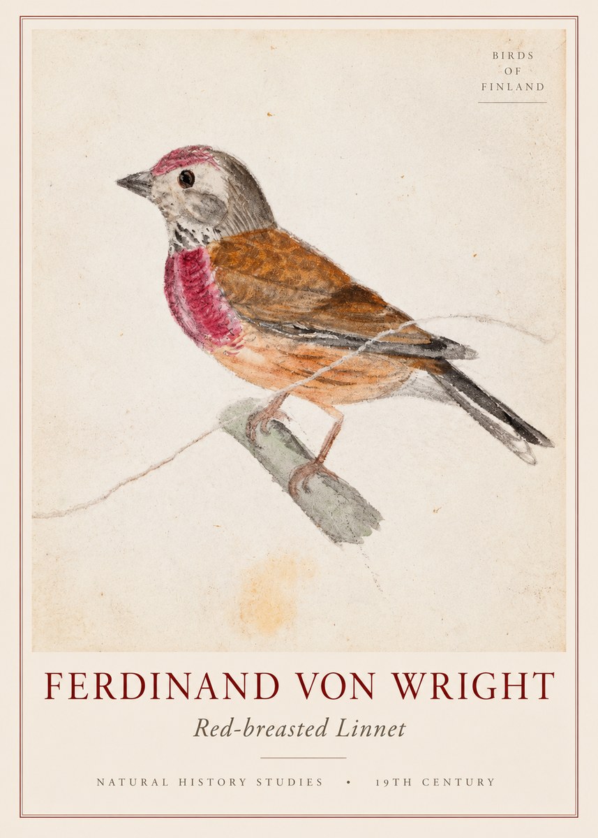 Ferdinand von Wright Bird Study No3 - Juliste